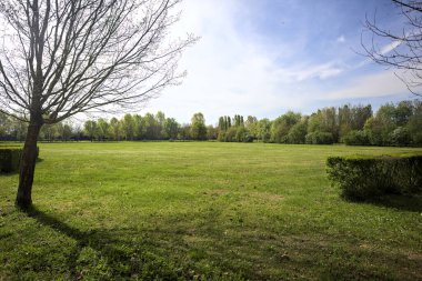 Güneşli bir günde bir parkta çimenlik
