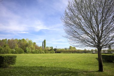 Güneşli bir günde bir parkta çimenlik