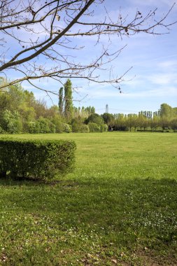 Güneşli bir günde bir parkta çimenlik