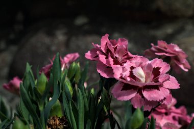 Vazoda pembe ve mor karanfiller.