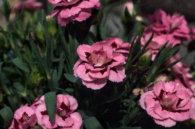 Vazoda pembe ve mor karanfiller.