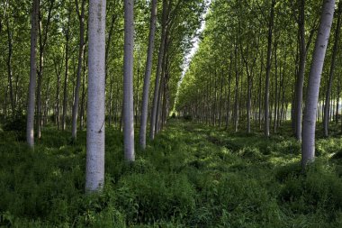 İtalyan kırsalındaki Beech korusu.