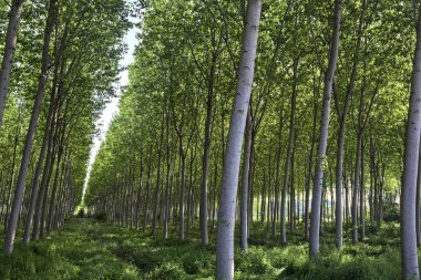 İtalyan kırsalındaki Beech korusu.