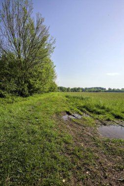 Bir tarlanın kenarındaki çimen yolu