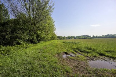 Bir tarlanın kenarındaki çimen yolu