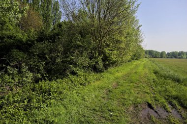Bir tarlanın kenarındaki çimen yolu