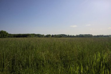 güneşli bir günde ekili alan