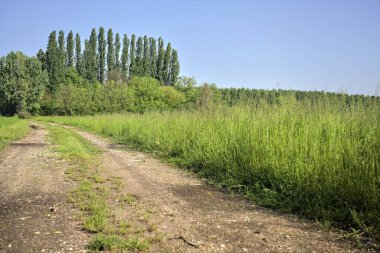Bir koruluğa giden toprak yol.