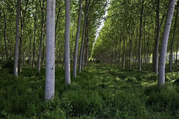 İtalyan kırsalındaki Beech korusu.