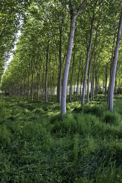 İtalyan kırsalındaki Beech korusu.