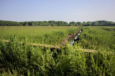 Tarlaların ortasında su olan siper