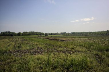 güneşli bir günde ekili alan