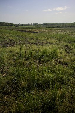 güneşli bir günde ekili alan