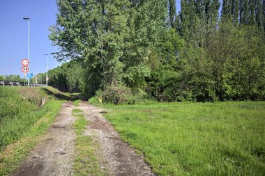 Bir koruluğa giden toprak yol.