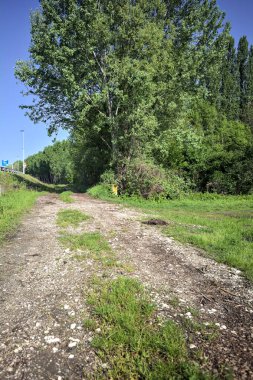 Bir koruluğa giden toprak yol.