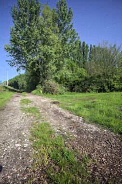 Bir koruluğa giden toprak yol.