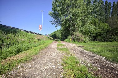 Bir koruluğa giden toprak yol.