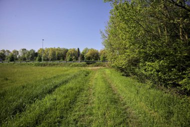 Bir tarlanın kenarındaki çimen yolu