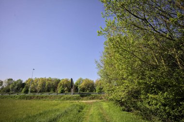 Bir tarlanın kenarındaki çimen yolu