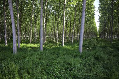 İtalyan kırsalındaki Beech korusu.