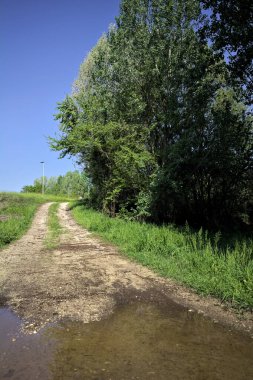 Bir korunun yanında su birikintileri olan toprak patika.