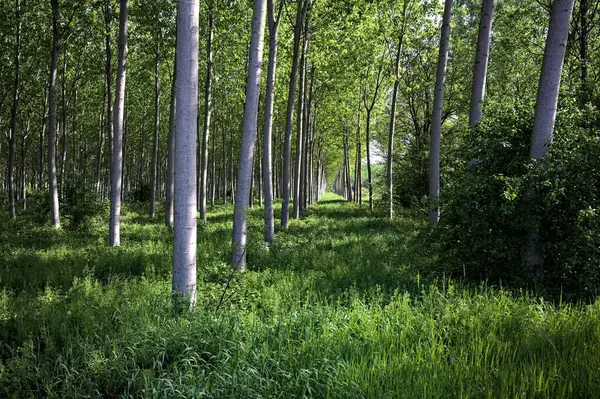 İtalyan kırsalındaki Beech korusu.