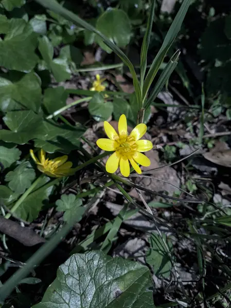 stock image Wild yellow flower on the ground