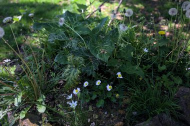 Çimenlerde açan yabani çiçekler.