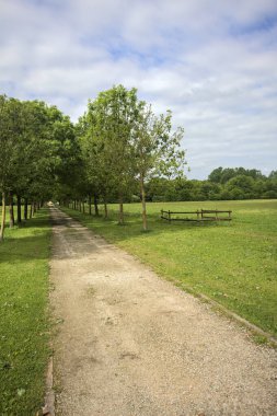 Ağaçlar arasında iz