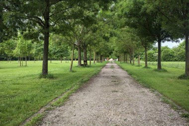 Ağaçlar arasında iz