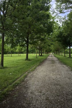 Ağaçlar arasında iz