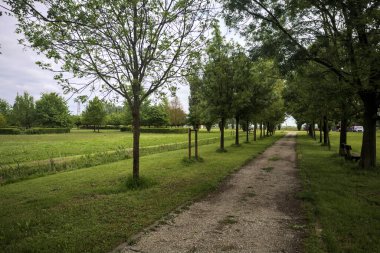 Ağaçlar arasında iz