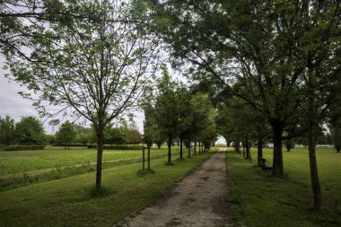 Ağaçlar arasında iz