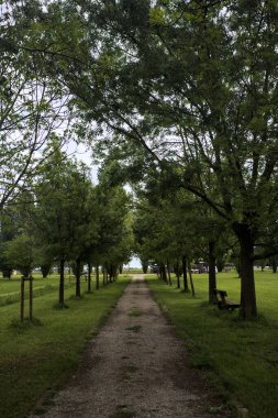 Ağaçlar arasında iz