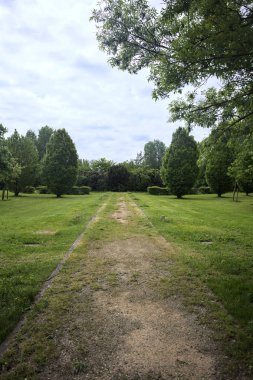Bir grup ağaca giden parktaki patika.