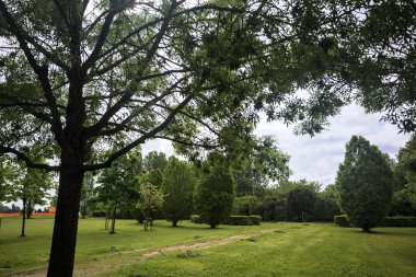 Bir grup ağaca giden parktaki patika.