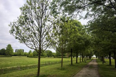 Ağaçlar arasında iz