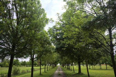 Ağaçlar arasında iz