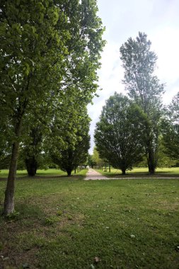 Ağaçlar arasında iz