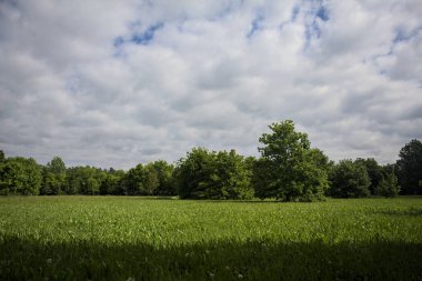 Parkta ağaçlarla dolu bir yer.
