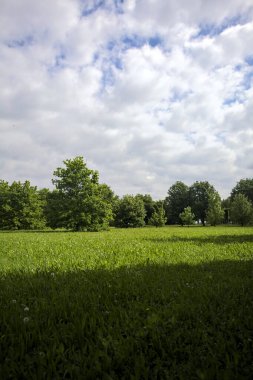 Parkta ağaçlarla dolu bir yer.
