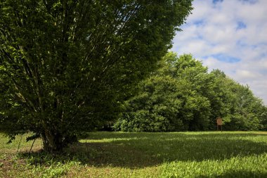 Parkta ağaçlarla dolu bir yer.