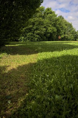 Parkta ağaçlarla dolu bir yer.