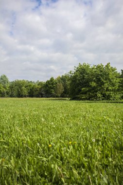 Parkta ağaçlarla dolu bir yer.