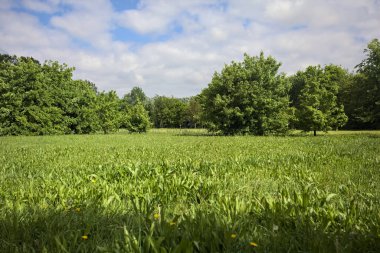 Parkta ağaçlarla dolu bir yer.