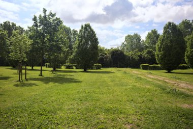 Bir grup ağaca giden parktaki patika.