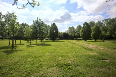 Bir grup ağaca giden parktaki patika.