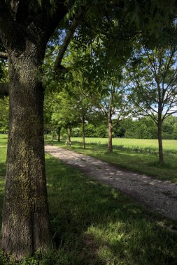 Ağaçlar arasında iz