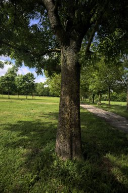 Ağaçlar arasında iz