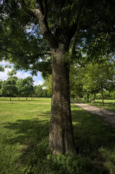 stock image Trail between rows of trees